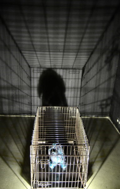 Koertenäitus, Vent Space, Tallinn, 2019.